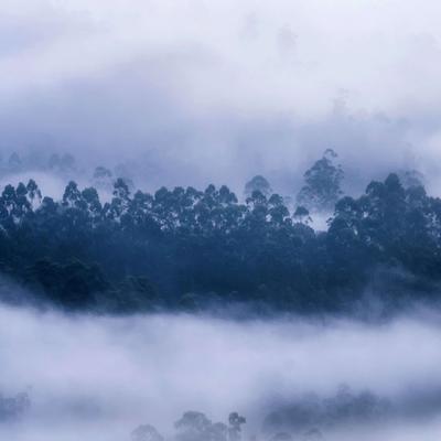 Forest and Mist - KDE Store