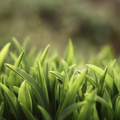 Grass - KDE Store