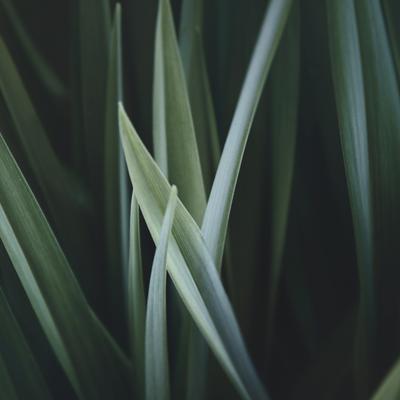 Grass - KDE Store