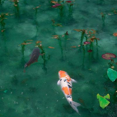 Lake and Fish - KDE Store