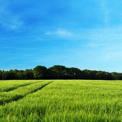 Green land with grass - KDE Store