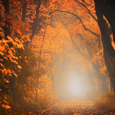 Autumn Tree Forest 5k - KDE Store
