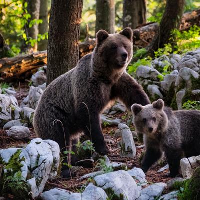 Bear Environment Grizzly Bear Bears Polar Bear Habitat - KDE Store
