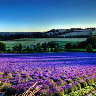 lavender flower field - KDE Store