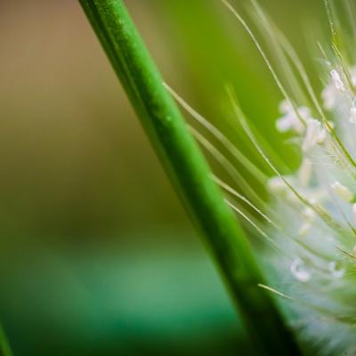 grass drops - KDE Store