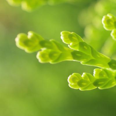 grass green - KDE Store