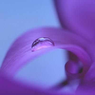 purple flower and drop - KDE Store