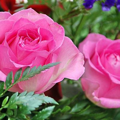 roses gypsophila - KDE Store