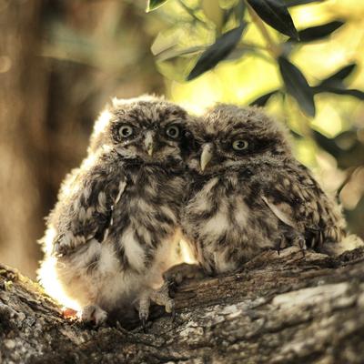 Windows 10 System - KDE Store