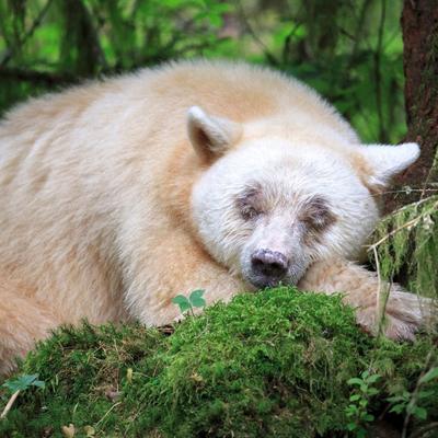 Columbia Kermode Bear - KDE Store