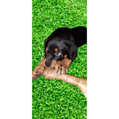 My dog