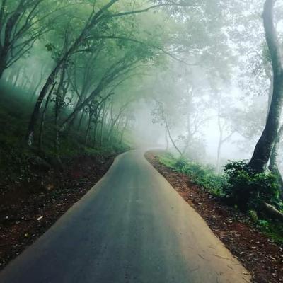 The mist under the trees - KDE Store