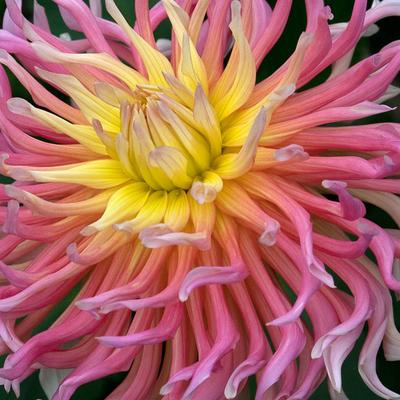 Dahlia Alfred Grille Macro Flower With A Gentle Pink Petals Eyecandy For Your Xfce Desktop Xfce Look Org