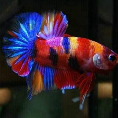 Fish - KDE Store
