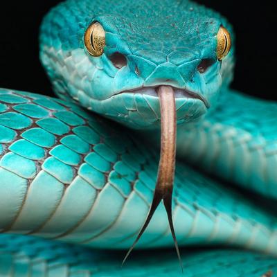 trimeresurus-albolabris-insularis-reptile-japanese-blue-poison-snake-in-indonesia-and-east-timor-hd-wallpapers-for-desktop-mobile-phones-and-laptop-3840x2400-1920x1080.jpg