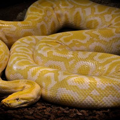 Animals Reptilien Ball Pythons Python Of Bruma Colored Snake - KDE Store