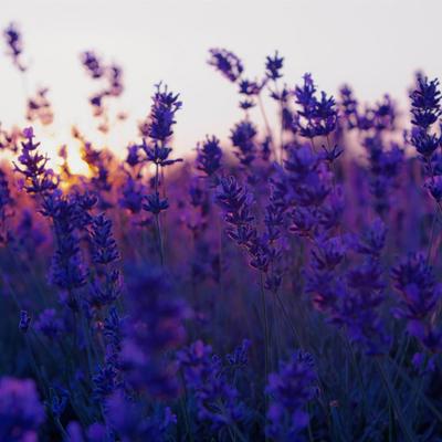 lavender field and sunset-summer landscape - KDE Store