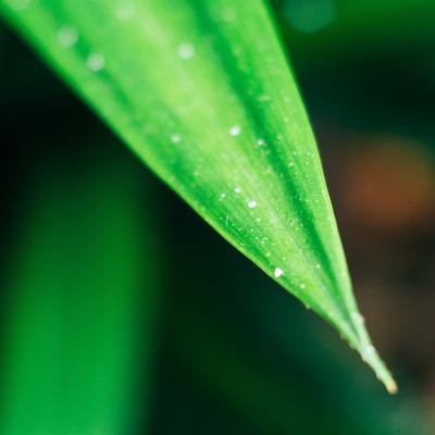 Spring Fresh Green Grass - KDE Store