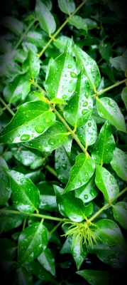 Jusmine tree leaves
