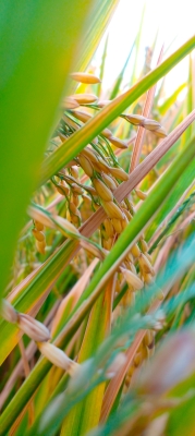 Paddy Beans