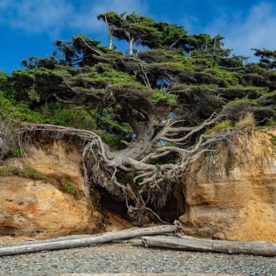 Tree of Life Kalaloch Beach Olympic Park Washi.. - KDE Store