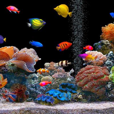 Fish - KDE Store