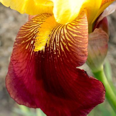 flower - KDE Store