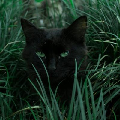 Black cat hiding behind green grass - KDE Store