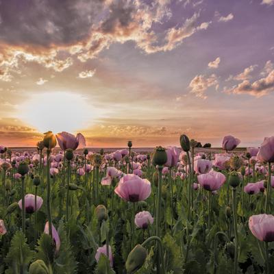 Purple Flower Field Under Cloudy Sky - KDE Store