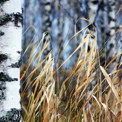 Brown Grass on White Snow Covered Ground Full HD - KDE Store