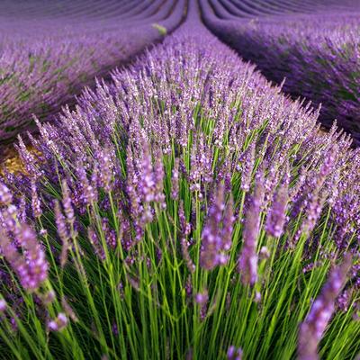 Lavender Field Nature Plant Valensole France 5.. - KDE Store