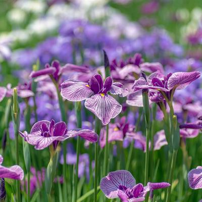 An iris garden Spring Tokyo - KDE Store