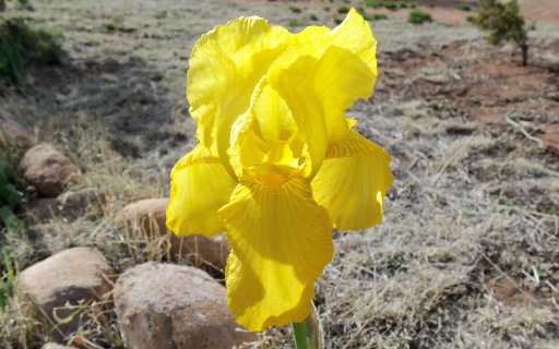 Golden Iris - KDE Store
