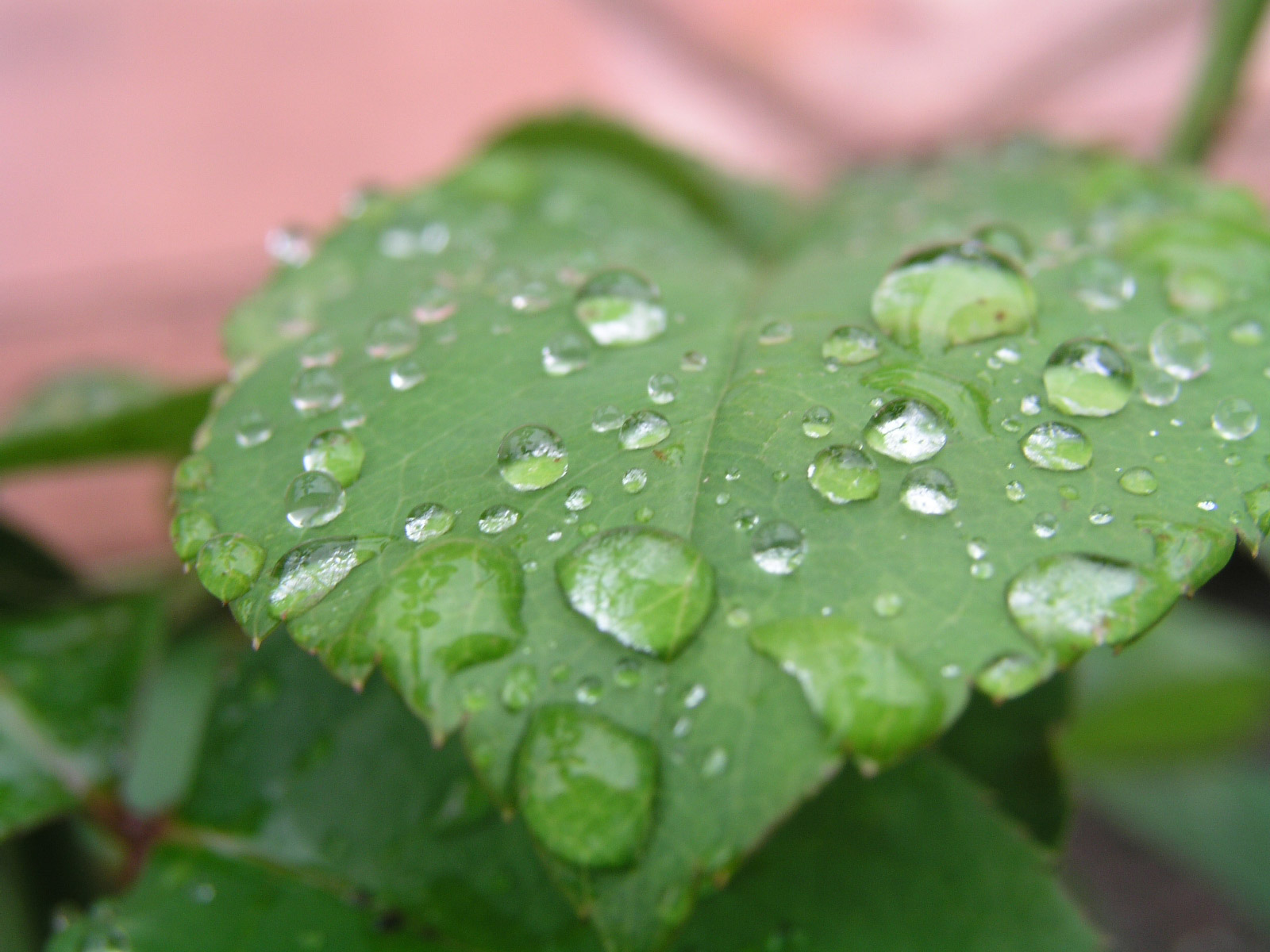 Dew Drops - KDE Store