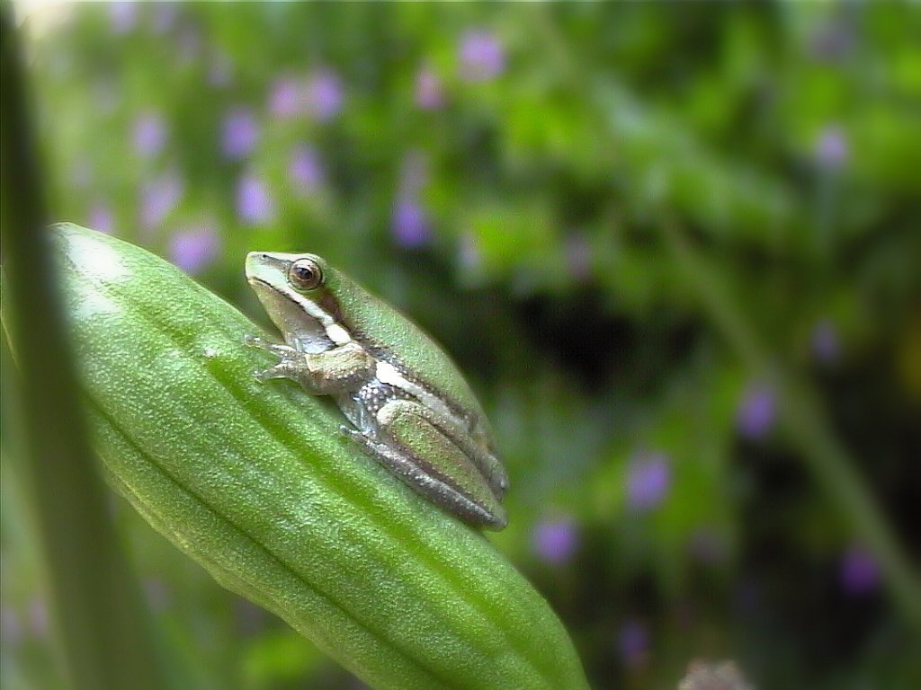 Eastern Sedge Frog - KDE Store
