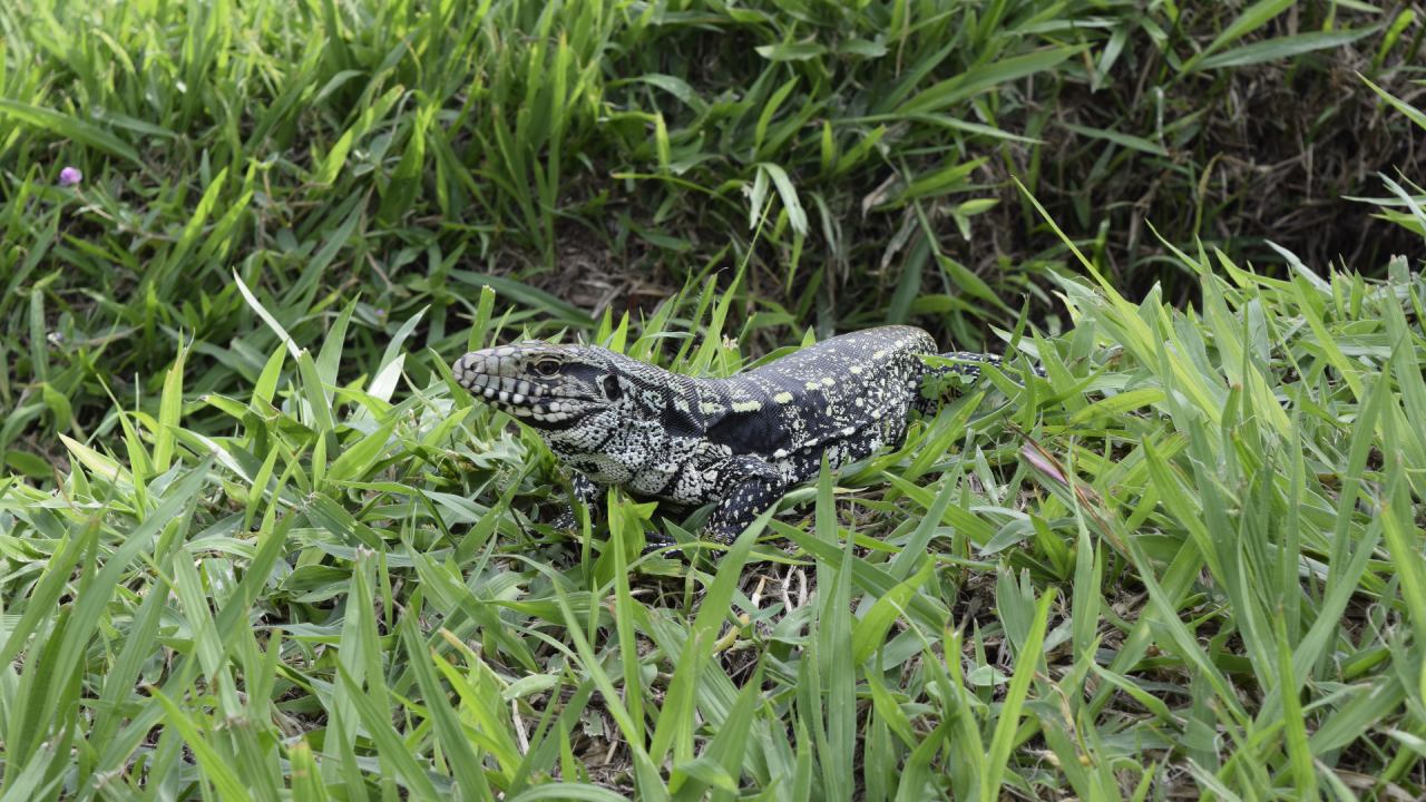 Lizard! - KDE Store