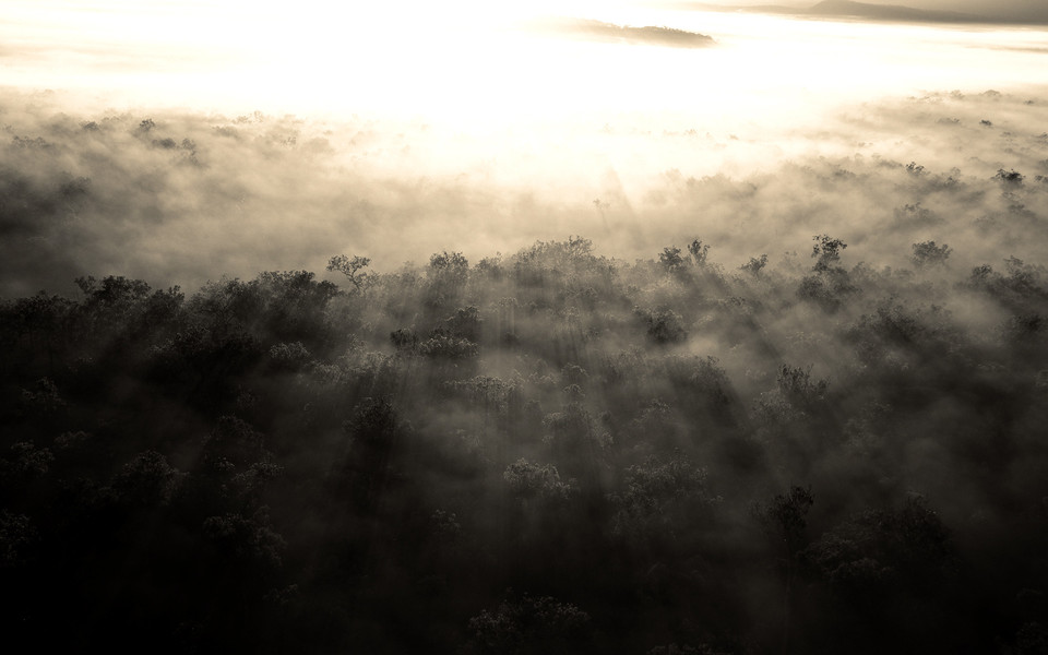 Forest Light - OpenDesktop.org