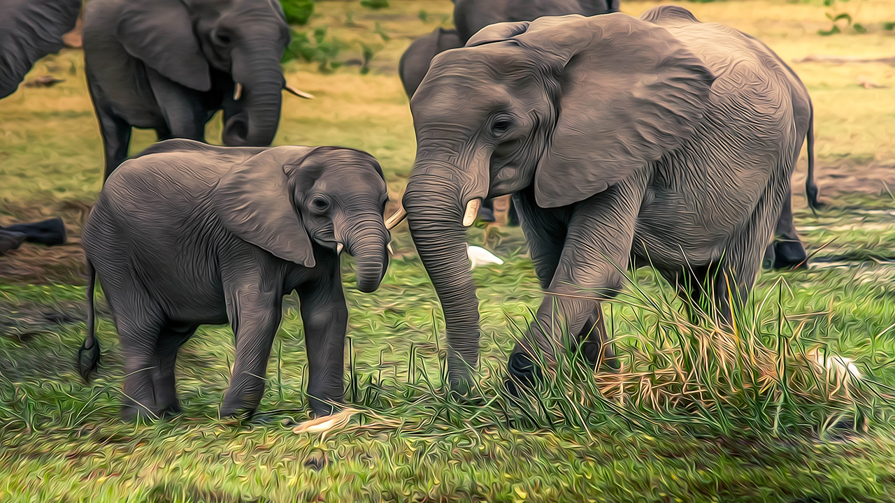 Elephants 4K Wallpaper Elephants 4K Wallpaper