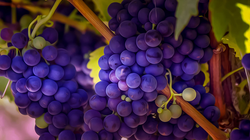 HD wallpaper grapes in shallow focus shot wine wine country red winery   Wallpaper Flare