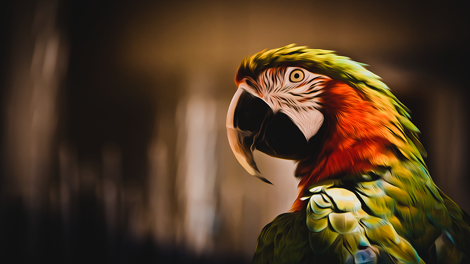 Aesthetic Animals Parrot 4K Remastered - Gnome-look.org