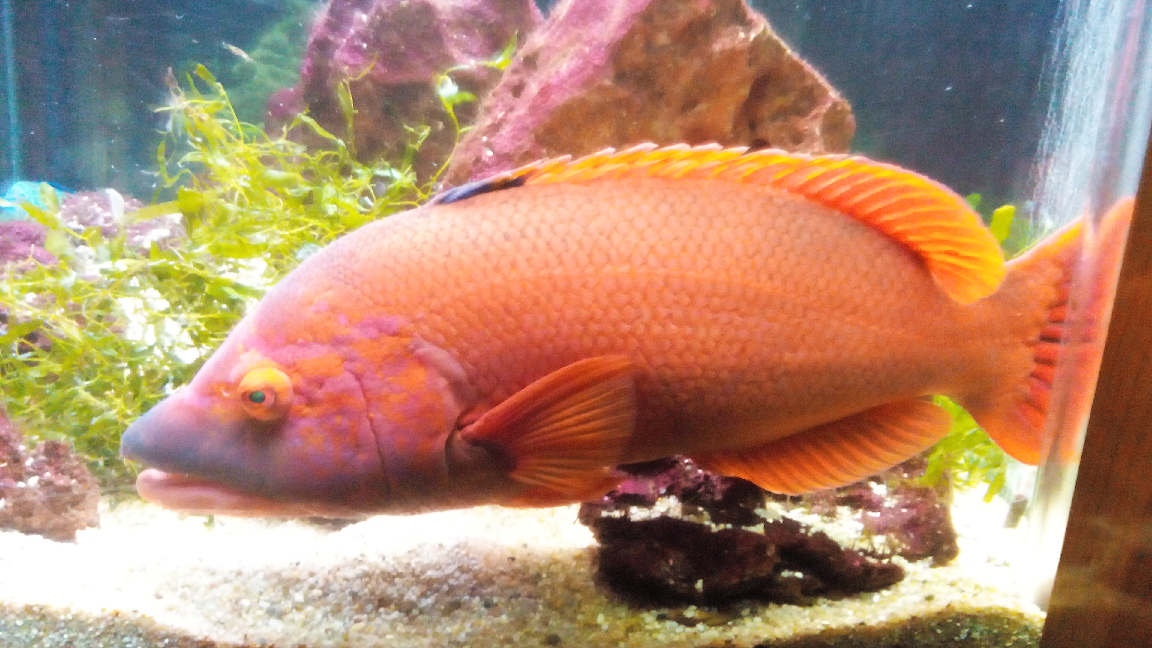 fish II - KDE Store