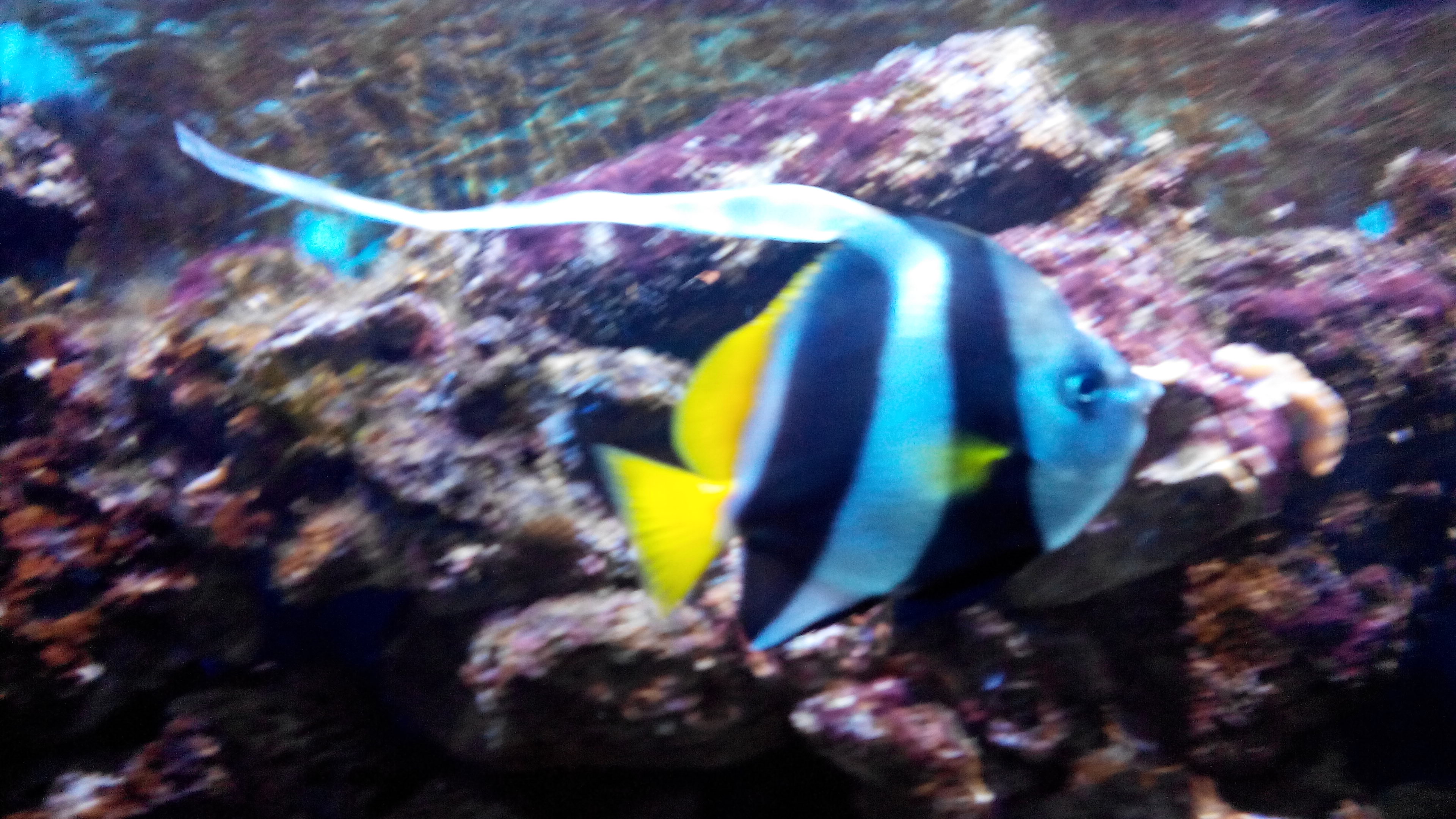 fish II - KDE Store