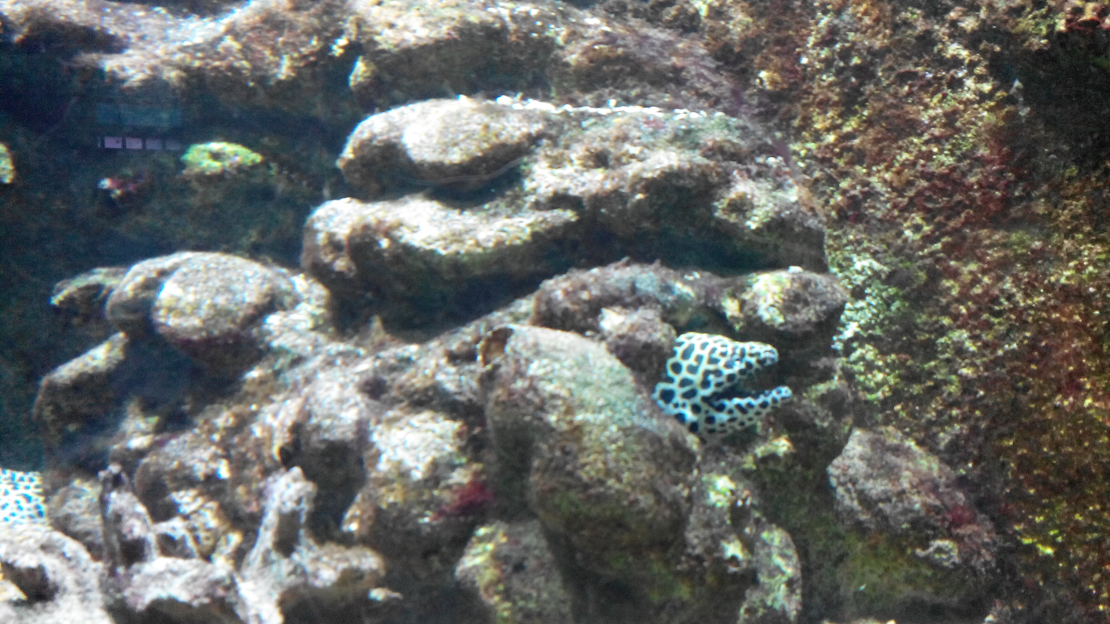 fish II - KDE Store