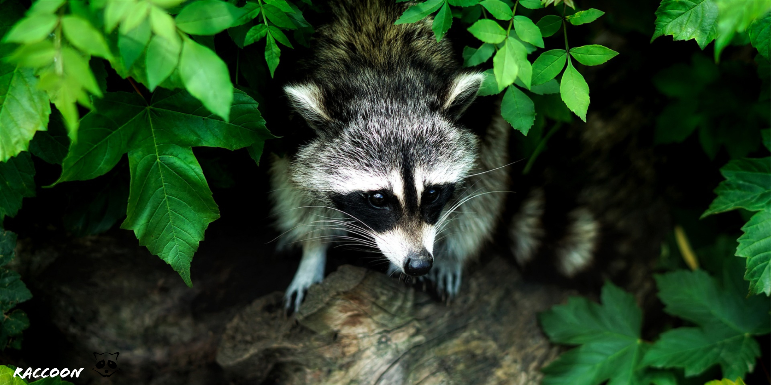 Raccoon Photos Download The BEST Free Raccoon Stock Photos  HD Images