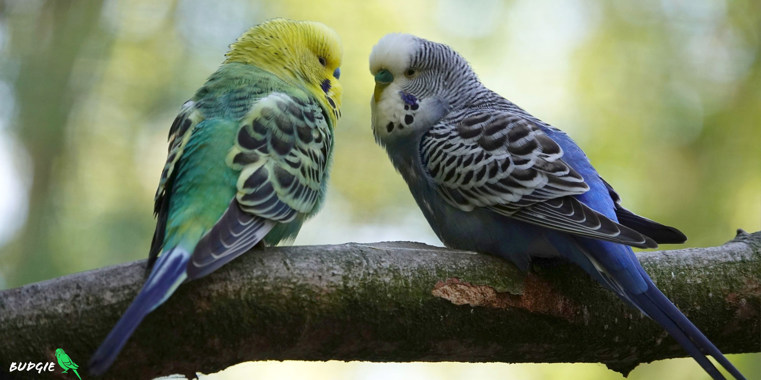 Budgie wallpaper hotsell