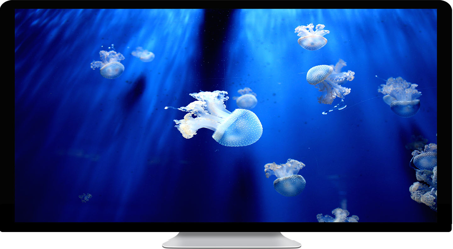 jelly fish - KDE Store