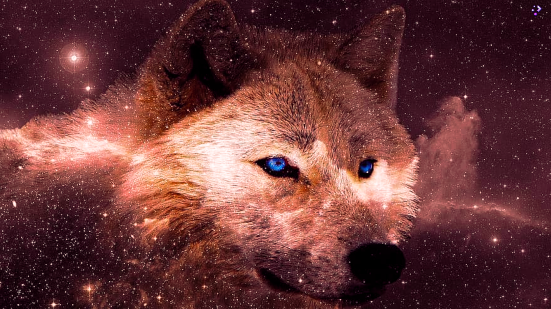 69 Wolf Wallpaper for iPhone