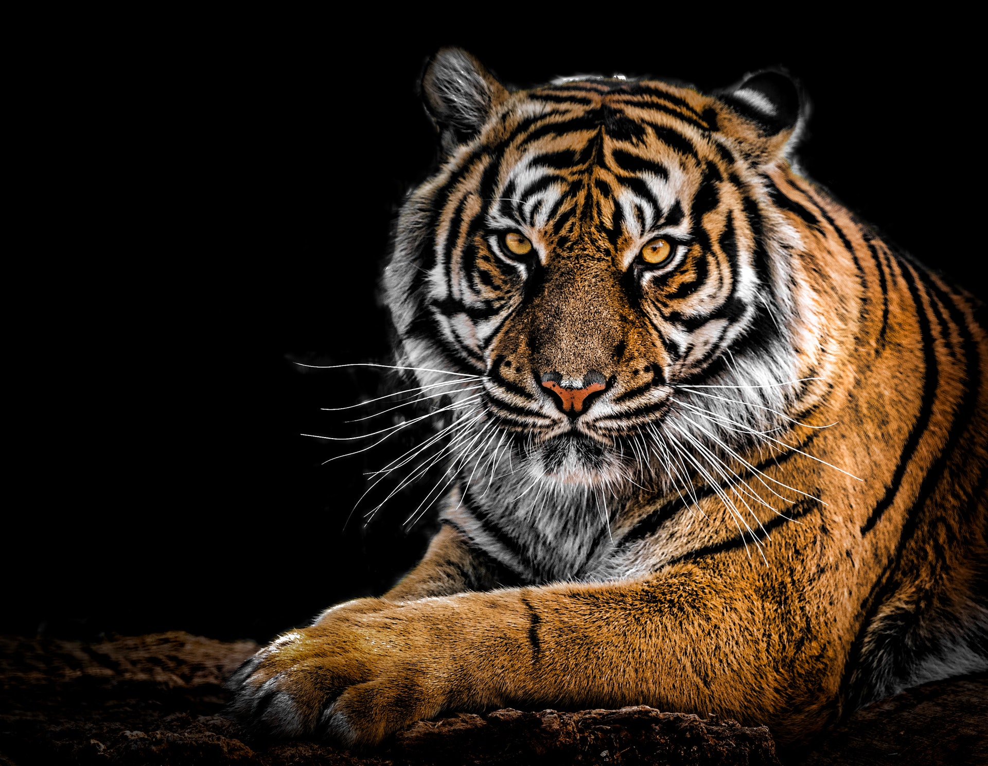 Tiger Linux Apps Com
