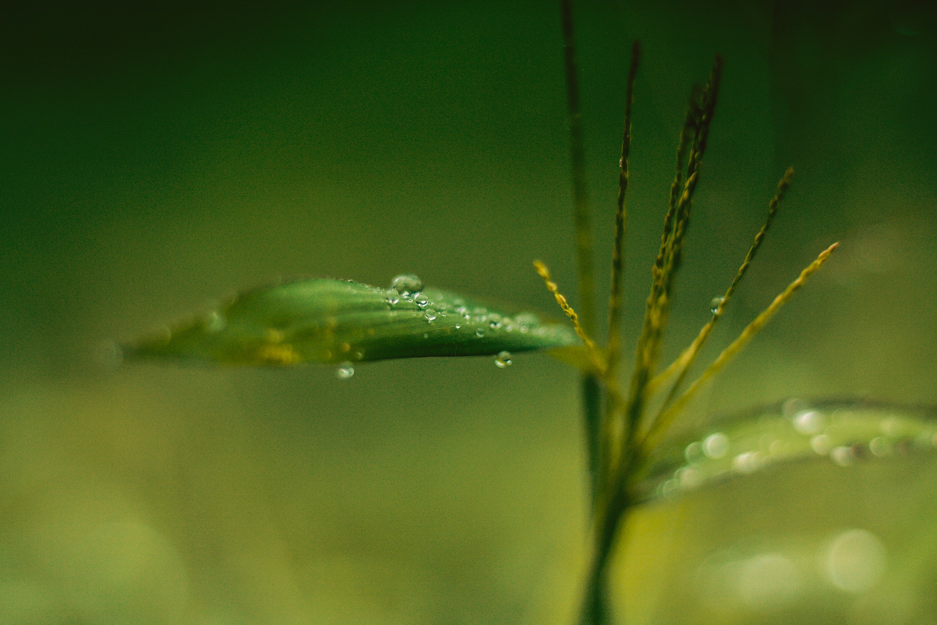Rain Drops - KDE Store