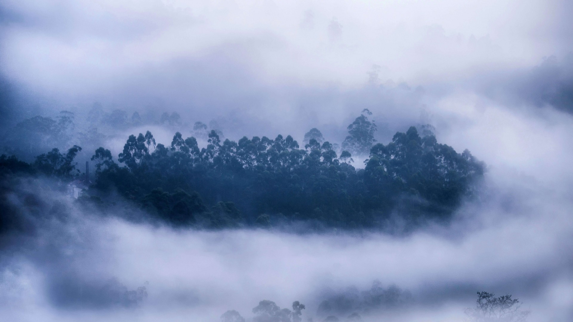 Forest and Mist - KDE Store